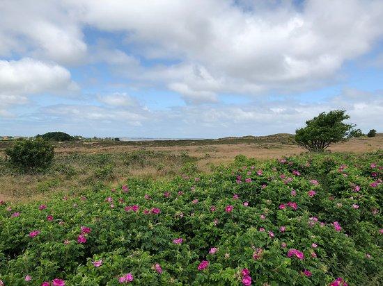 Morsum/Sylt
