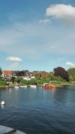 Schleimöwe