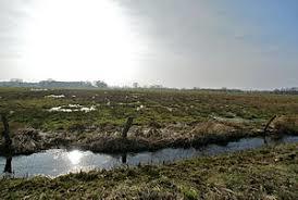 Nienwohlder Moor