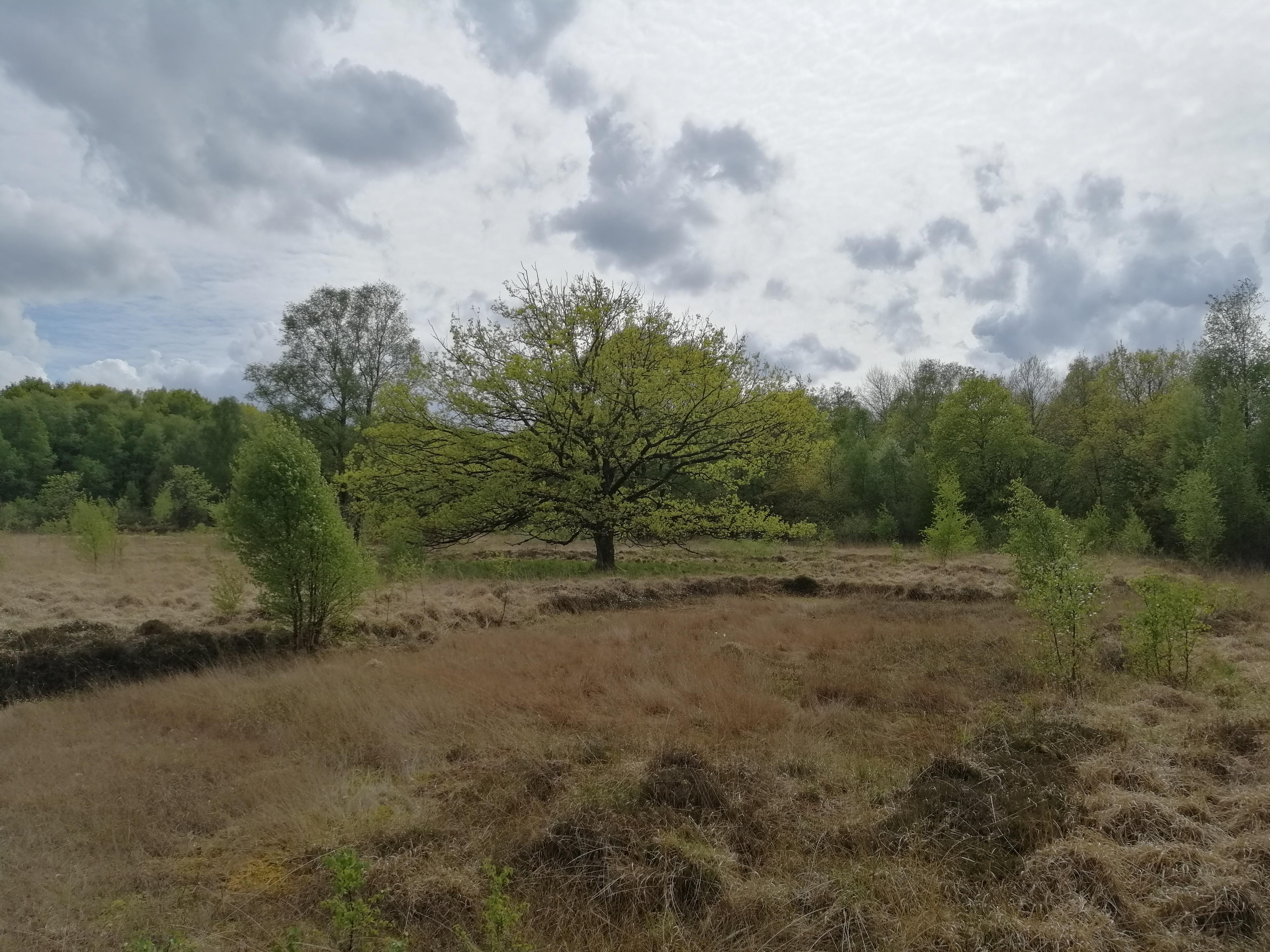 das Hechtmoor