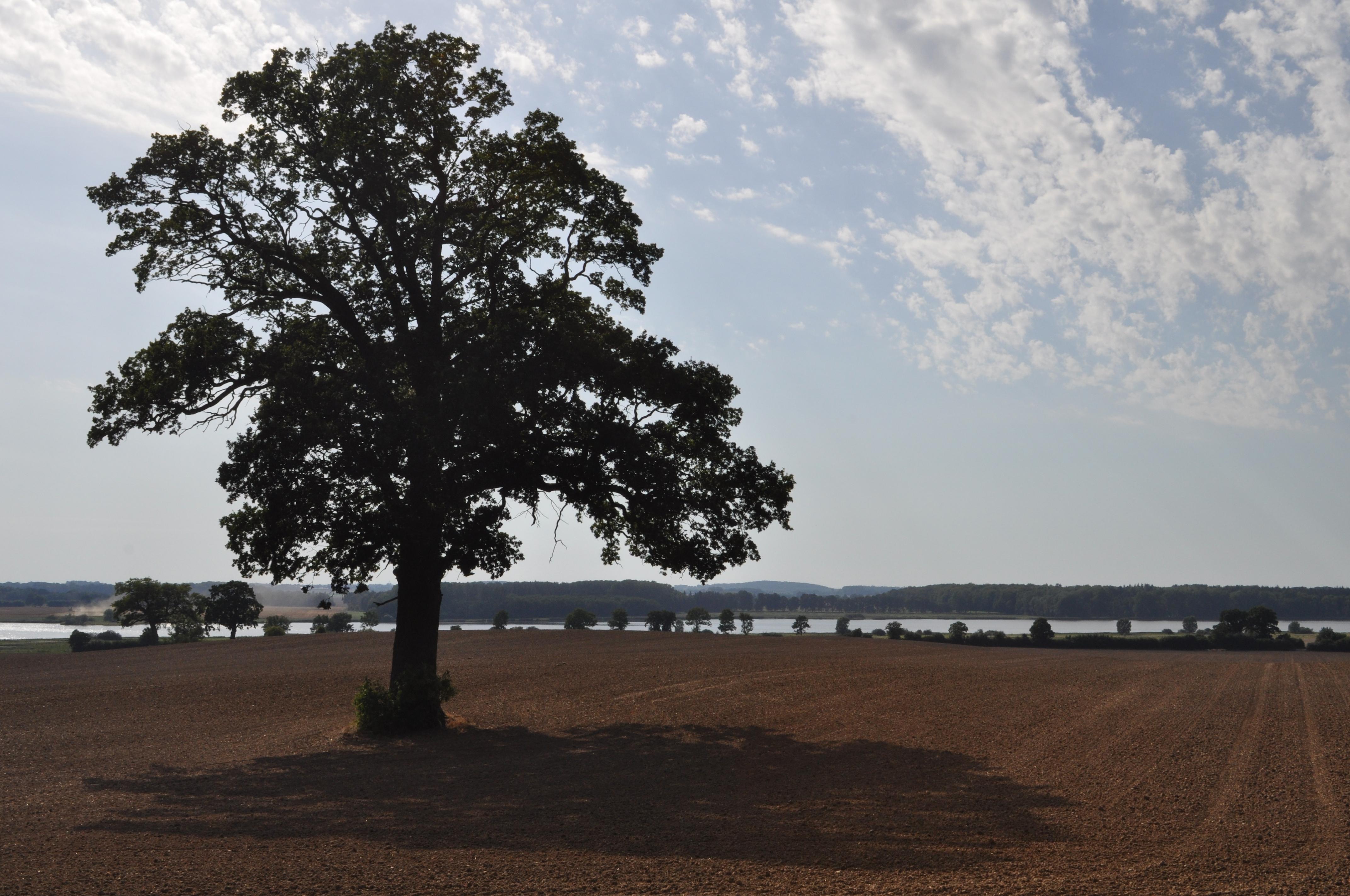 der Wardersee