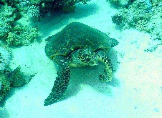 Crazy-Snorkling