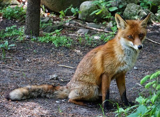 Wildpark Eekholt