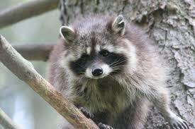 Mollner Wild Park