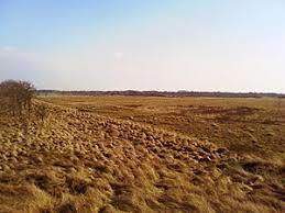 das Dellstedter Birkwildmoor