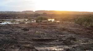 das Wilde Moor bei Schwabstedt